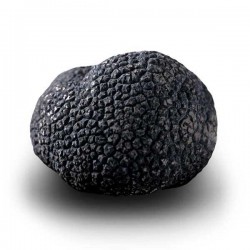 Truffe Noire Fraîche d'Hiver du Périgord (Tuber Melanosporum) de 256g +/-5g