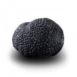 Truffe Noire du Périgord Surgelée (Tuber Melanosporum) de 92.5g +/-2.5g