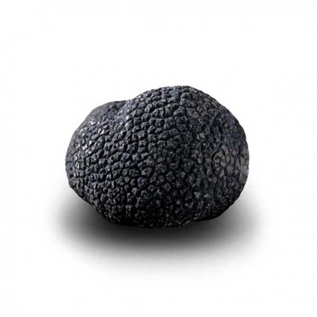 Truffe Noire du Périgord Surgelée (Tuber Melanosporum) de 77.5g +/- 2.5g