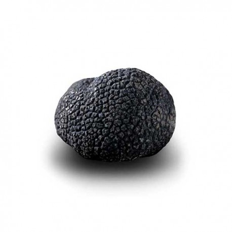 Truffe D'Hiver du Périgord Surgelée (Tuber Melanosporum) de 67.5g +/-2.5g