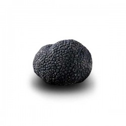 Truffe D'Hiver du Périgord Surgelée (Tuber Melanosporum) de 57.5g +/-2.5g