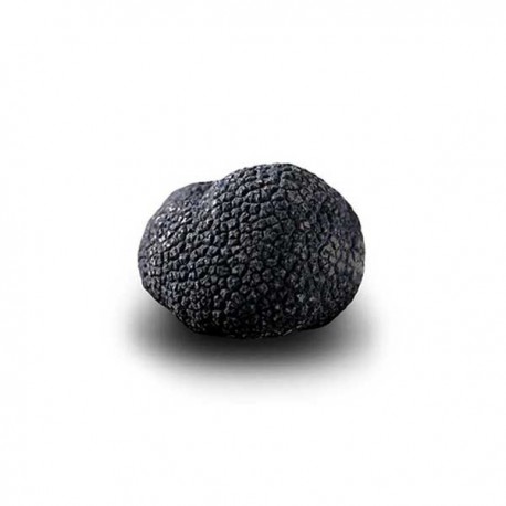 Truffe D'Hiver du Périgord Surgelée (Tuber Melanosporum) de 52.5g +/-2.5g
