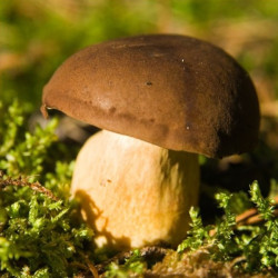 Boite de Cèpes à l'huile en Conserves 460g - Vente