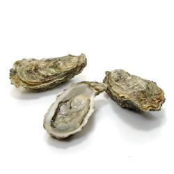 Huîtres bassin d'Arcachon