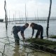 Bourriche 4 x 12 Huitres fines d'Arcachon Cap Ferret Pleine Mer Calibre 3