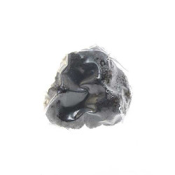 Truffe Noire Fraîche d'Hiver du Périgord (Tuber Melanosporum) de 17,5g +/-2,5g
