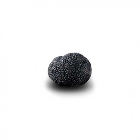 Truffe Noire Fraîche d'Hiver du Périgord (Tuber Melanosporum) de 17,5g +/-2,5g