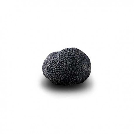 Truffe Noire Fraîche d'Hiver du Périgord (Tuber Melanosporum) de 32,5g +/-2,5g