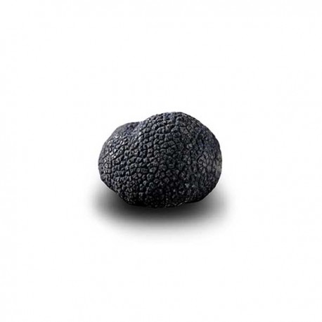 Truffe Noire Fraîche d'Hiver du Périgord (Tuber Melanosporum) de 37,5g +/-2,5g