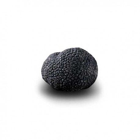 Truffe Noire Fraîche d'Hiver du Périgord (Tuber Melanosporum) de 42,5g +/-2,5g