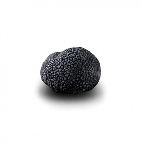 Truffe Noire Fraîche d'Hiver du Périgord (Tuber Melanosporum) de 47,5g +/-2,5g