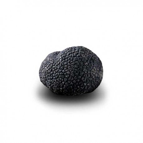 Truffe Noire Fraîche d'Hiver du Périgord (Tuber Melanosporum) de 52,5g +/-2,5g