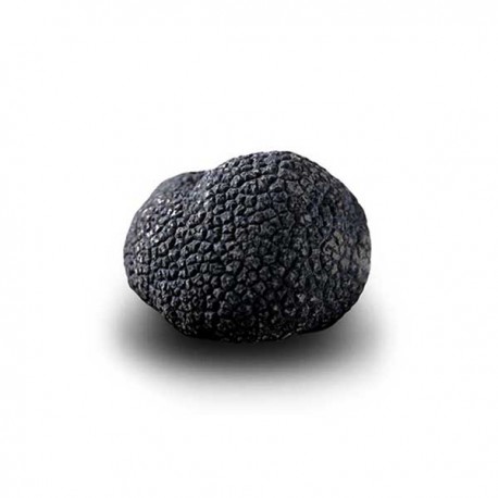 Truffe Noire Fraîche d'Hiver du Périgord (Tuber Melanosporum) de 62,5g