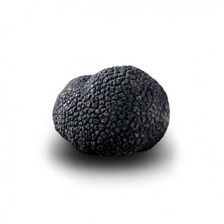 Truffe Noire Fraîche d'Hiver du Périgord (Tuber Melanosporum) de 67,5g +/-2,5g