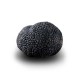 Truffe Noire Fraîche d'Hiver du Périgord (Tuber Melanosporum) de 77,5g +/-2,5g