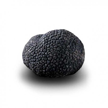 Truffe noire biologique du Périgord coupée - Tuber melanosporum