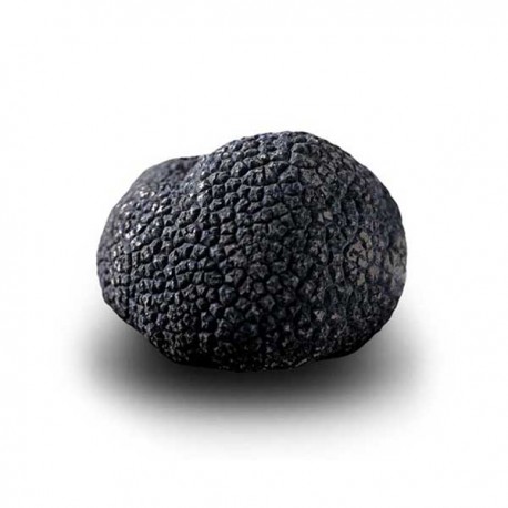 Truffe Noire Fraîche d'Hiver du Périgord (Tuber Melanosporum) de 82,5g +/-2,5g