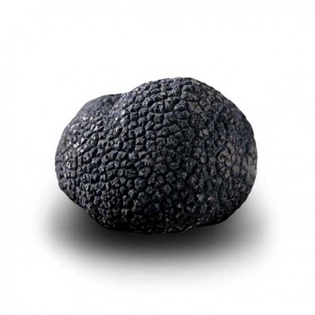 Truffe Noire Fraîche d'Hiver du Périgord (Tuber Melanosporum) de 87,5g +/-2,5g