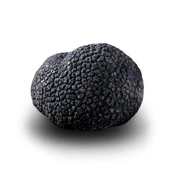 Truffe Noire Fraîche d'Hiver du Périgord (Tuber Melanosporum) de 87,5g