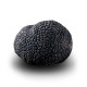 Truffe Noire Fraîche d'Hiver du Périgord (Tuber Melanosporum) de 92,5g +/-2,5g