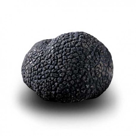 Truffe Noire Fraîche d'Hiver du Périgord (Tuber Melanosporum) de 92,5g +/-2,5g