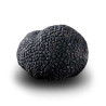 Truffe Noire Fraîche d'Hiver du Périgord (Tuber Melanosporum) de 92,5g +/-2,5g