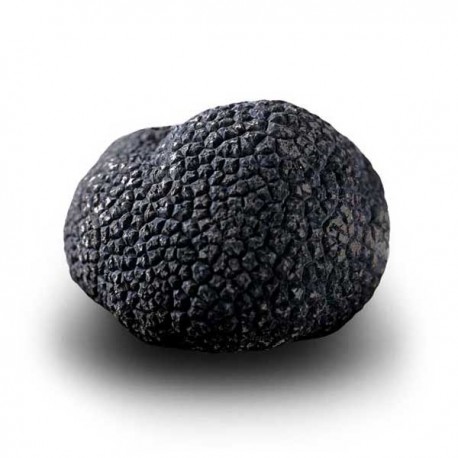 Truffe Noire Fraîche d'Hiver du Périgord (Tuber Melanosporum) de 97,5g +/-2,5g
