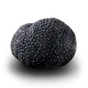 Truffe Noire Fraîche d'Hiver du Périgord (Tuber Melanosporum) de 105g +/-2, 5g