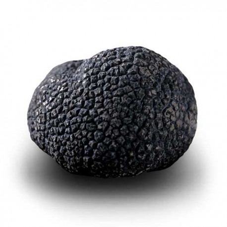 Morceaux de Truffes noires fraîches - Tuber Mélanosporum