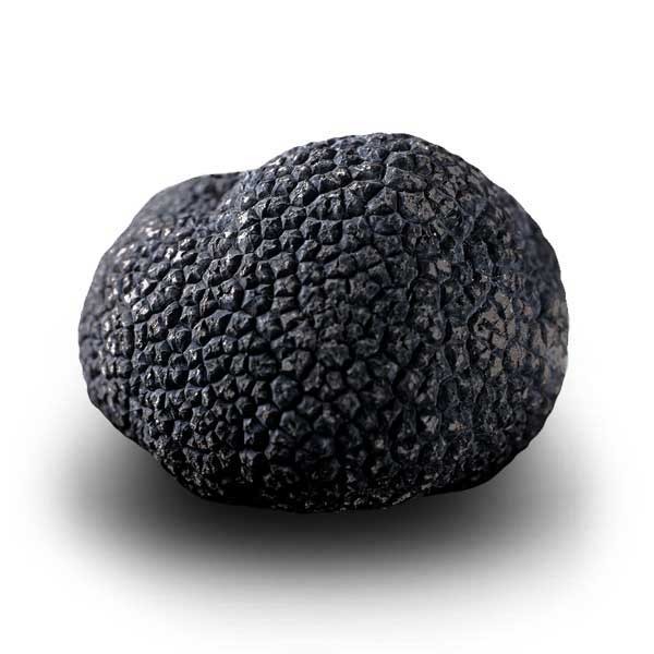 Truffe Noire Fraîche d'Hiver du Périgord (Tuber Melanosporum) de 105g