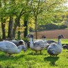 Produits de canard de barbarie