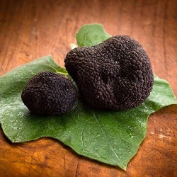 Truffes noires d’hiver du Périgord fraîches