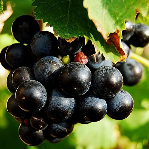 Jus de Raisin Artisanal du Lot du Château Eugénie