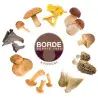 Borde